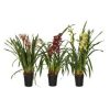 Orchidée Cymbidium en ligne