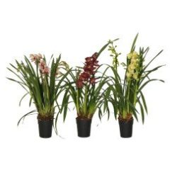 Orchidée Cymbidium en ligne