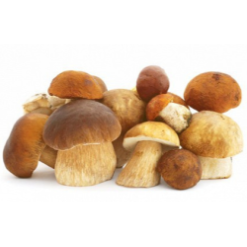 Cèpes Frais en Ligne - 1 Kilo