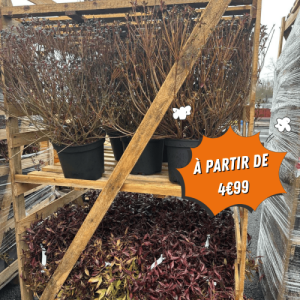 🌳 Arrivages – Arbres Fruitiers Variétés Sélectionnées