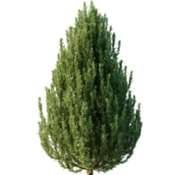 cypres de leyland 175/200