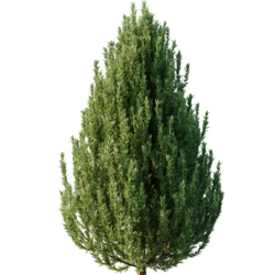 cypres de leyland 175/200