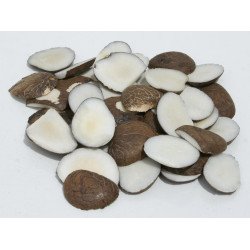 ivoire végétal 10 kg