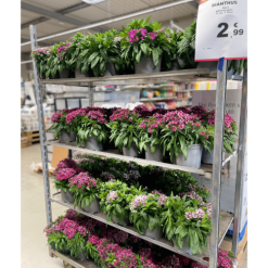 Œillet de poète pot de 17 cm